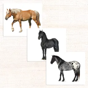 Imperfect Horses (Coat Colors) Vocabulary